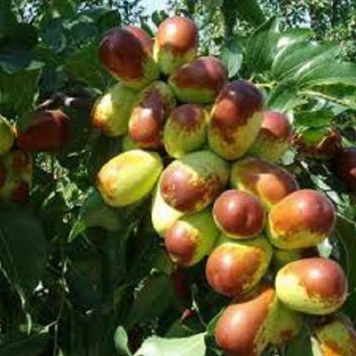1 CHẬU TÁO ĐỎ, TÁO TÂN CƯƠNG, TÁO THUỐC