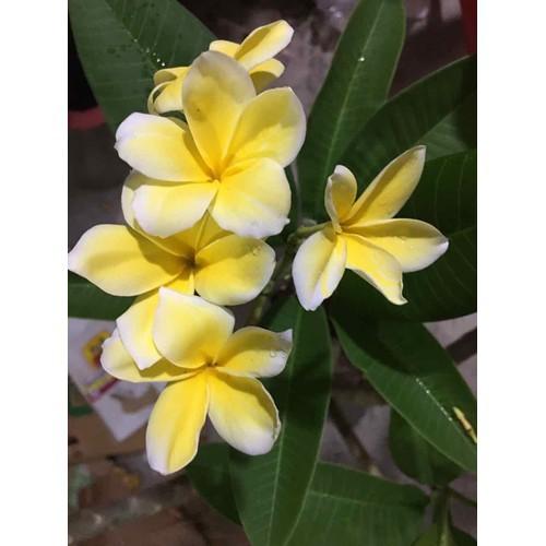 Cây sứ đại hoa vàng hoa rất thơm - kh66dl