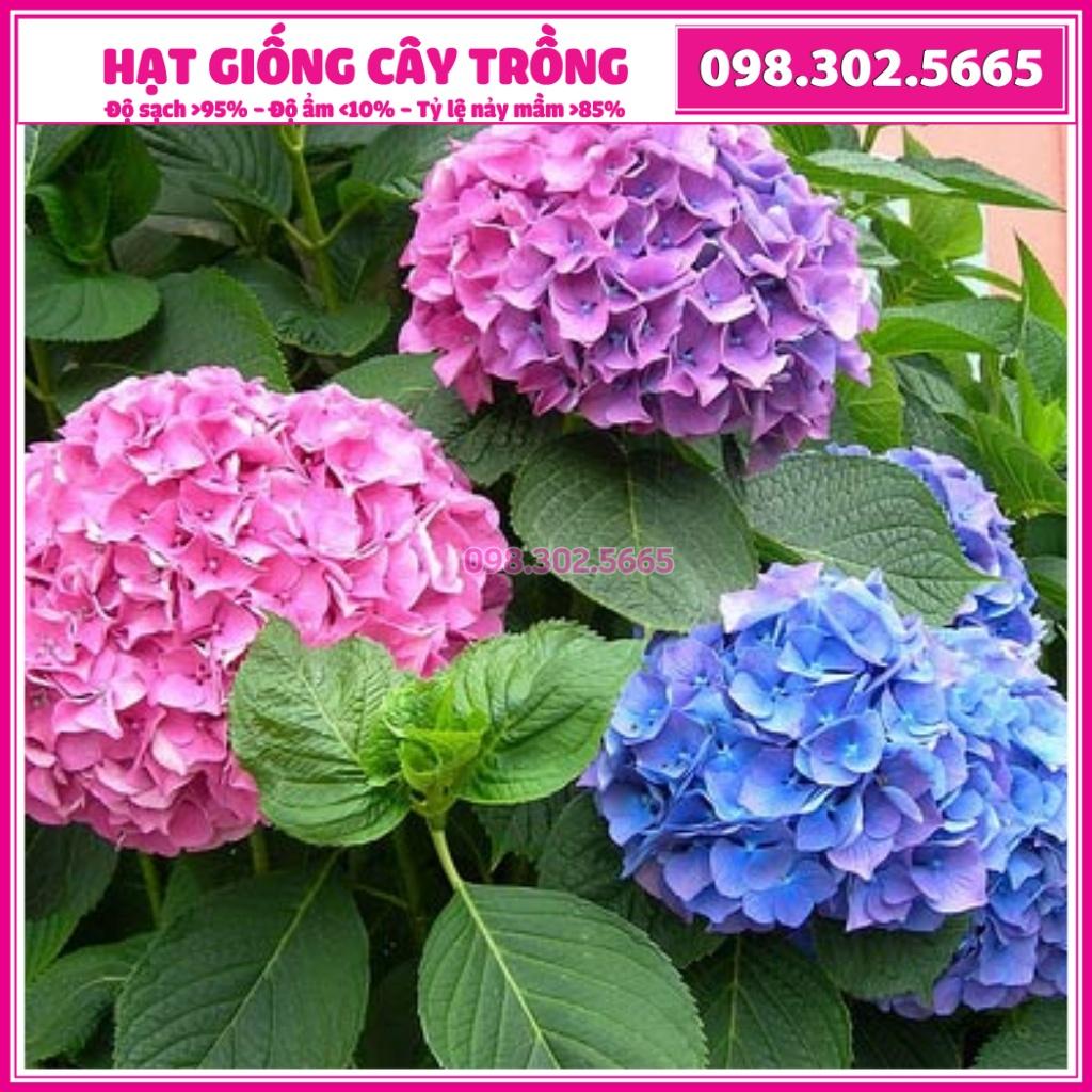 Hạt giống hoa cẩm tú cầu - túi 10 hạt