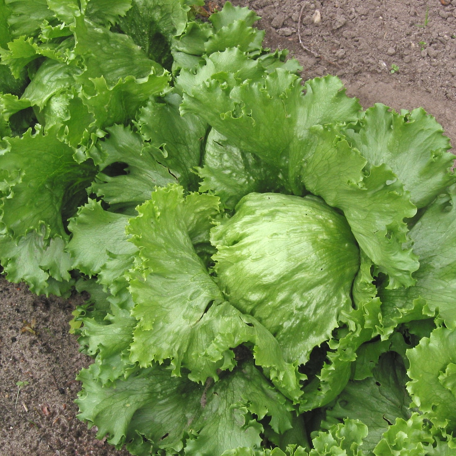 5 gam hạt giống rau xà lách Lettuce-BATAVIA-MINETTO