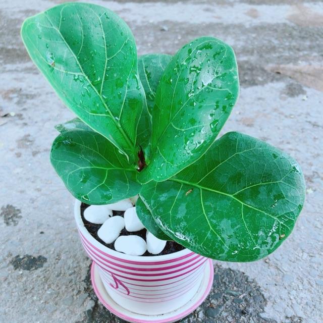 Chậu Bàng Singapore