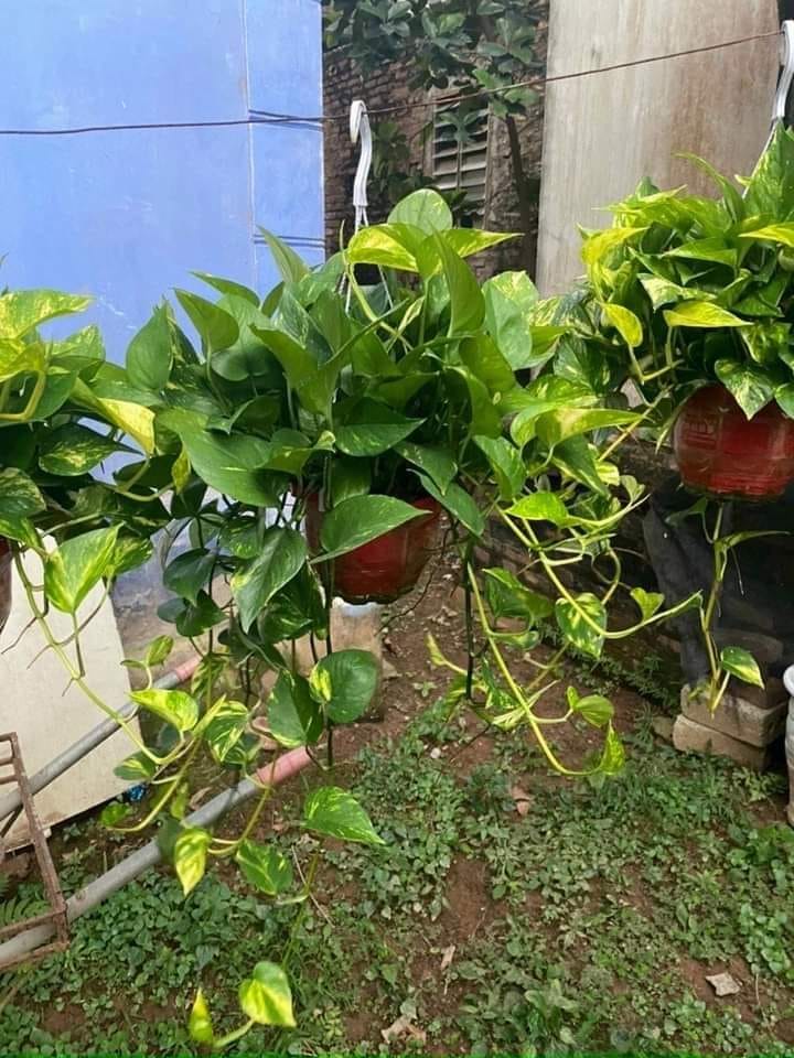 Trầu bà đốm vàng chậu treo to đẹp, cây vạn niên thanh lá rủ