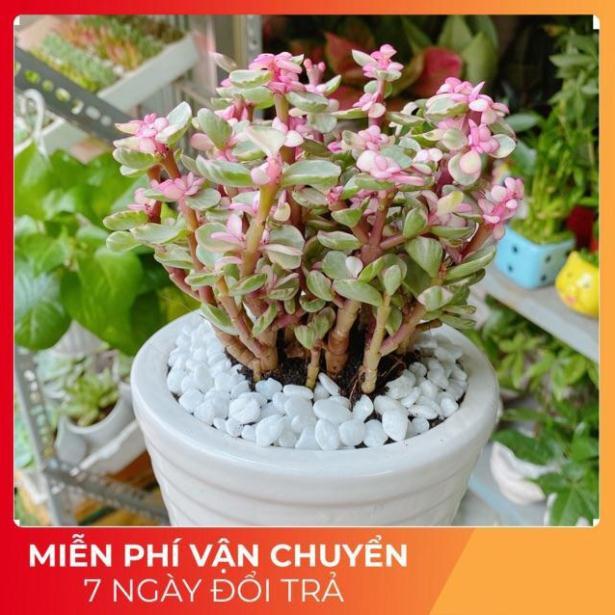 Chậu Đô La Hồng