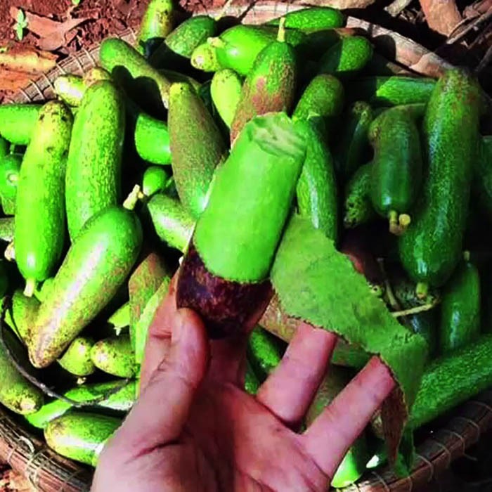 CÂY GIỐNG BƠ SIÊU TRÁI