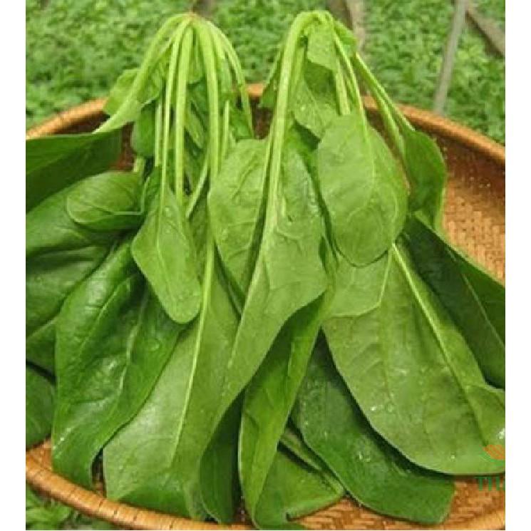 Combo 3 gói cải bó xôi - rau cải chân vịt