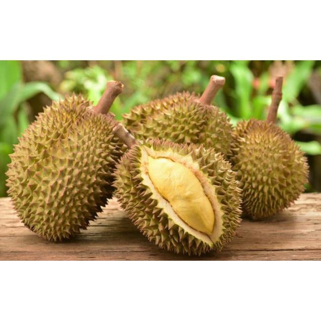 Cây giống Sầu Riêng Óc Khỉ ghép .