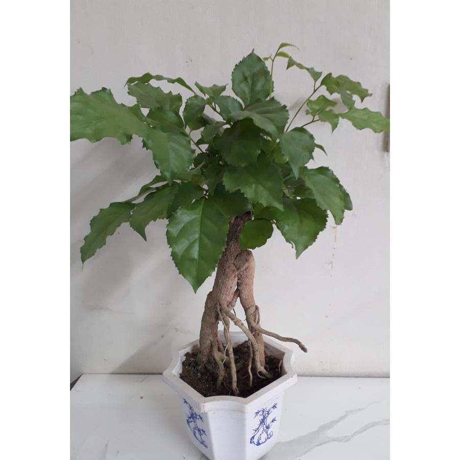 CÂY HẠNH PHÚC PHONG THỦY- cây bonsai mini để bàn