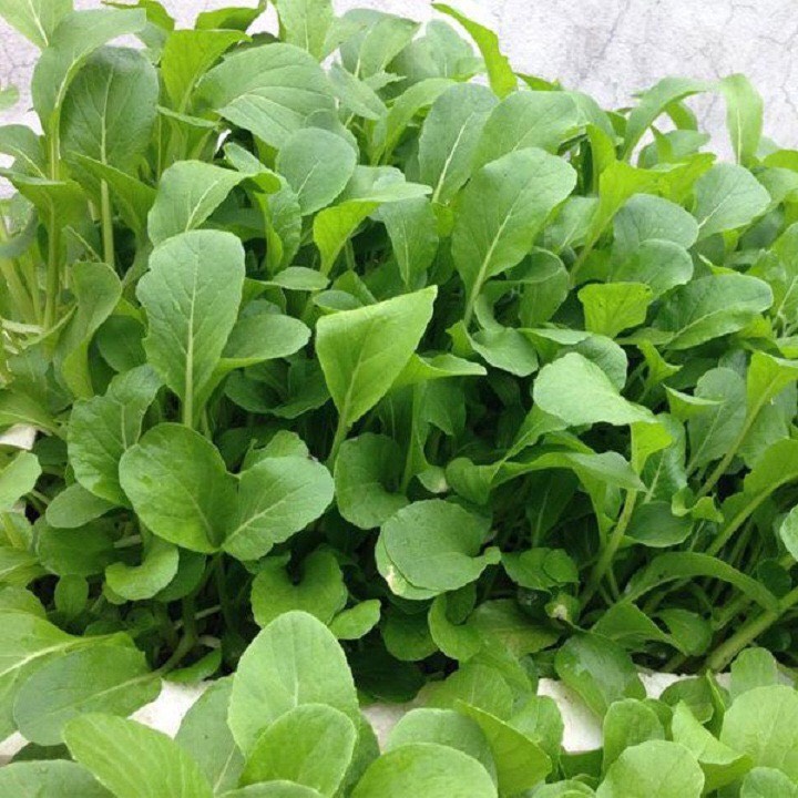 Hạt giống Cải trắng ăn non 207