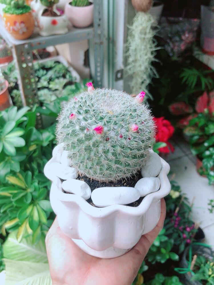 Chậu Xương Rồng Nở Hoa