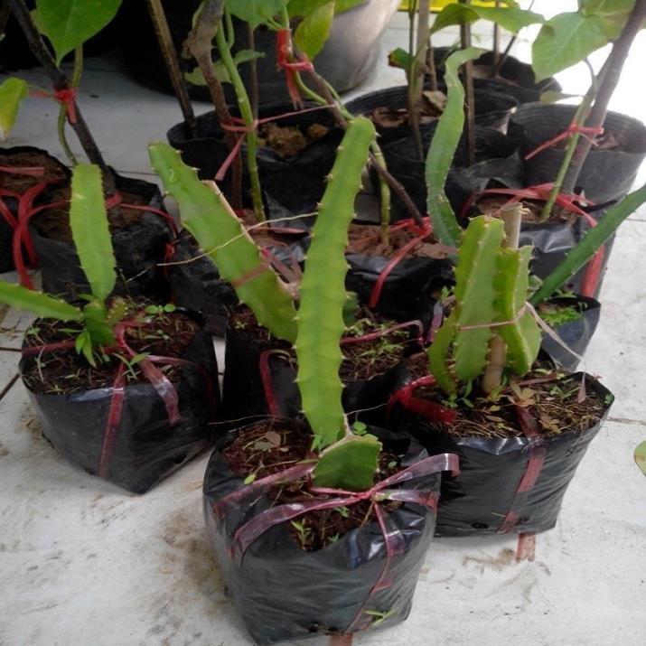 CÂY GIỐNG THANH LONG VỎ VÀNG RUỘT TRẮNG THÁI LAN SIÊU NGỌT, SIÊU QUẢ