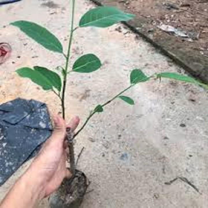 Cây giống NA SỪNG NAM Mỹ GIỐNG F1