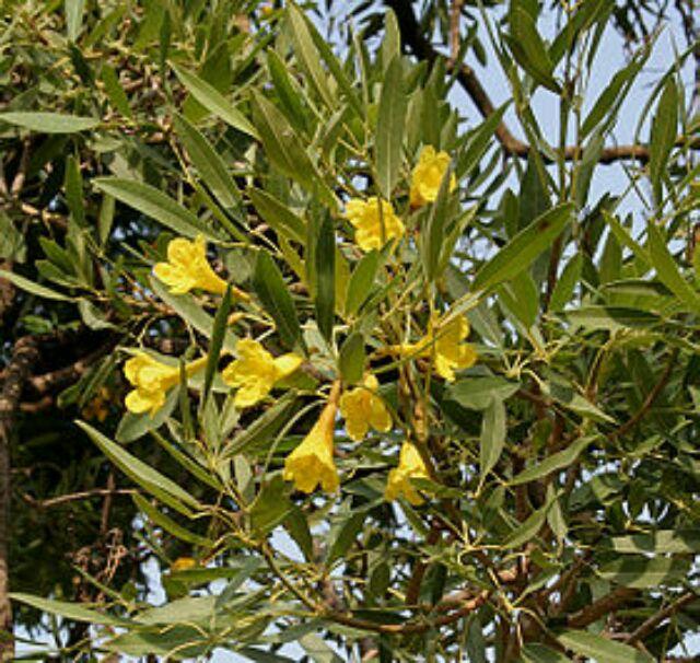 Cây chuông vàng giống