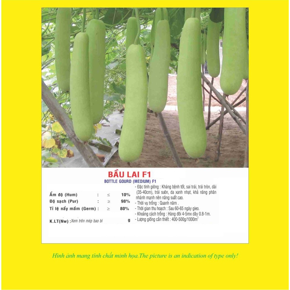 Hạt giống Bầu Lai F1 VTP03