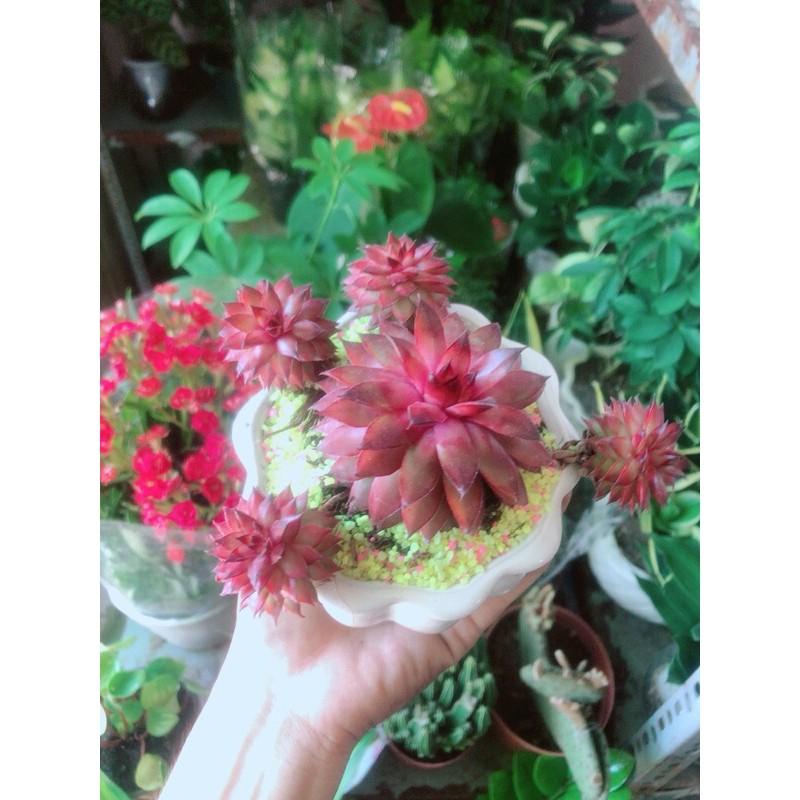 Chậu Sen Đá Phật Bà Đỏ