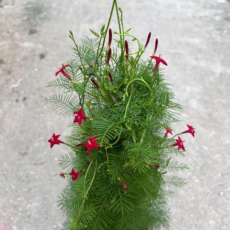 Cây hoa sao thân leo cao 70cm, cây hoa leo giàn trang trí sân vườn và ban công tạo bóng mát