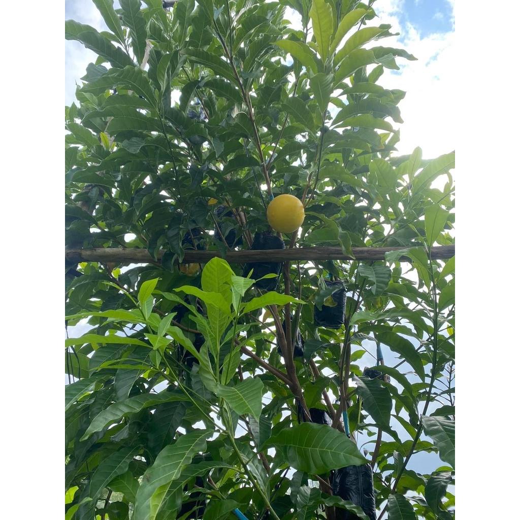 CÂY GIỐNG VÚ SỮA HOÀNG KIM ghép cho trái sớm. ()