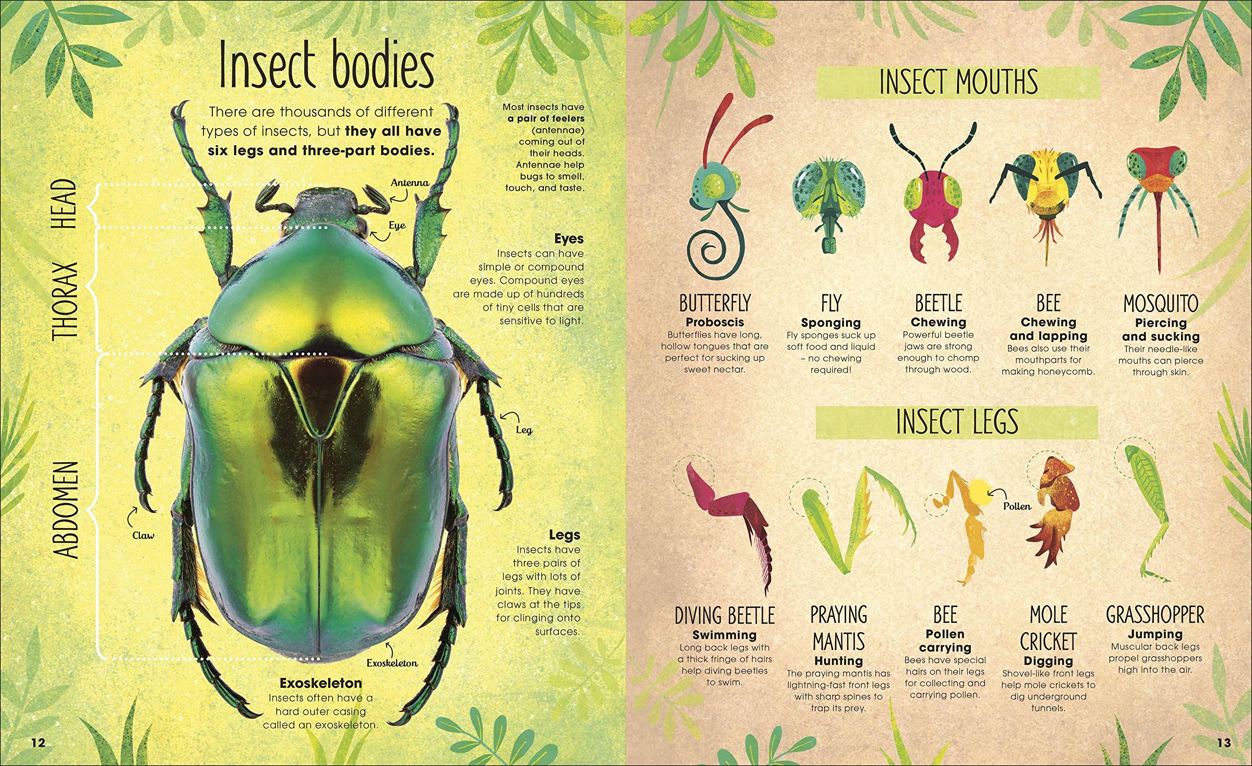 Sách ngoại văn: The Book Of Brilliant Bugs (DK)