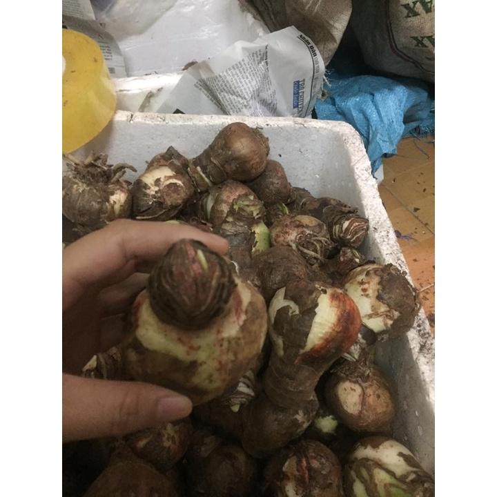 2 củ giống hoa huệ tây -màu chuẩn .mùi thơm nhẹ