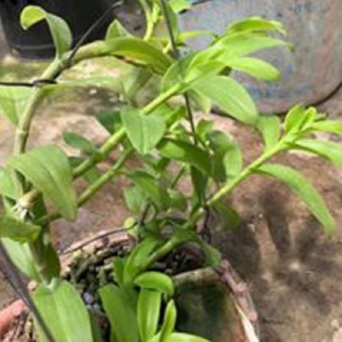 Hoa lan 5ct phủ trì