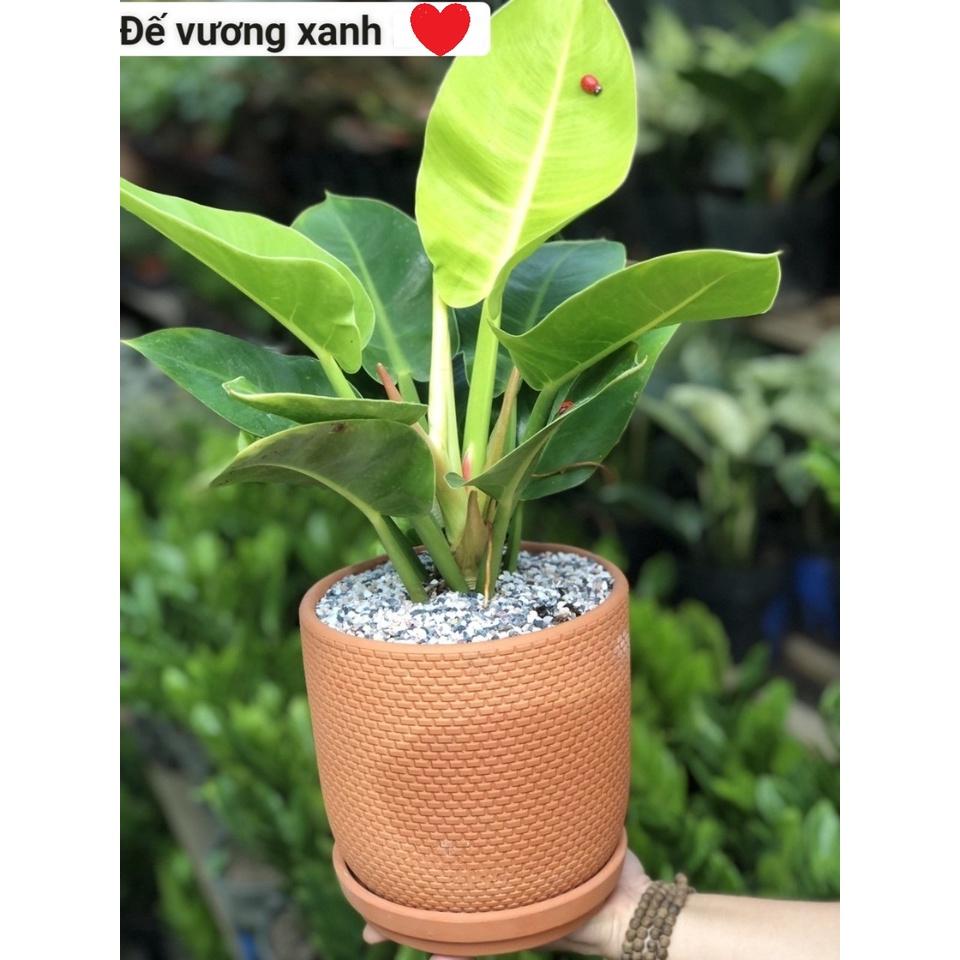 Đế vương xanh mát