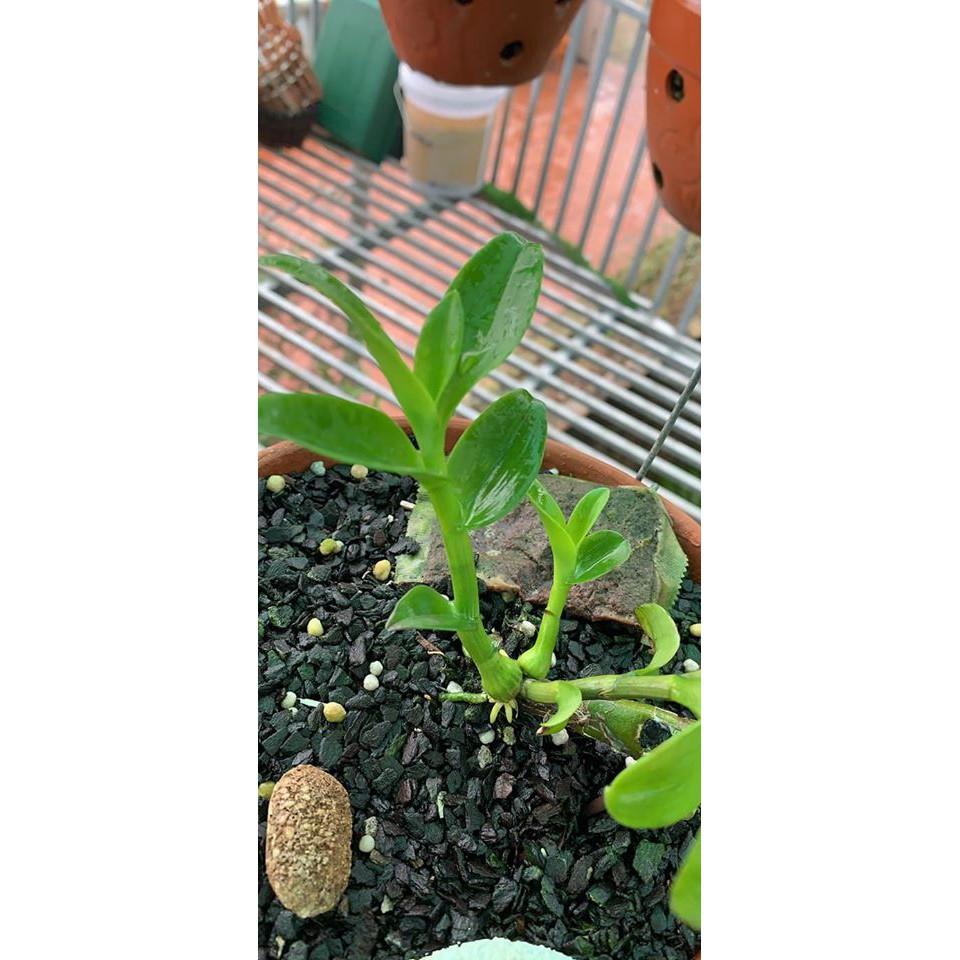 Sản Phẩm phong lan phi điệp thái nguyên