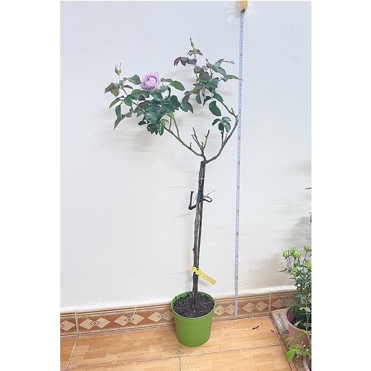 hoa Hồng ngoại tree thân gỗ Love Song(cao 1m10)
