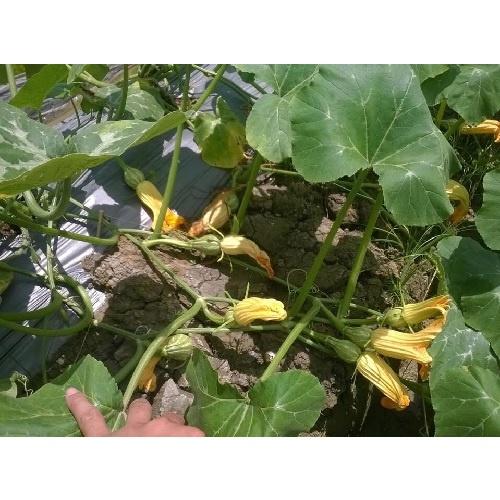 HẠT GIỐNG BÍ NỤ - BÍ SIÊU QUẢ NON - GIỐNG TỐT