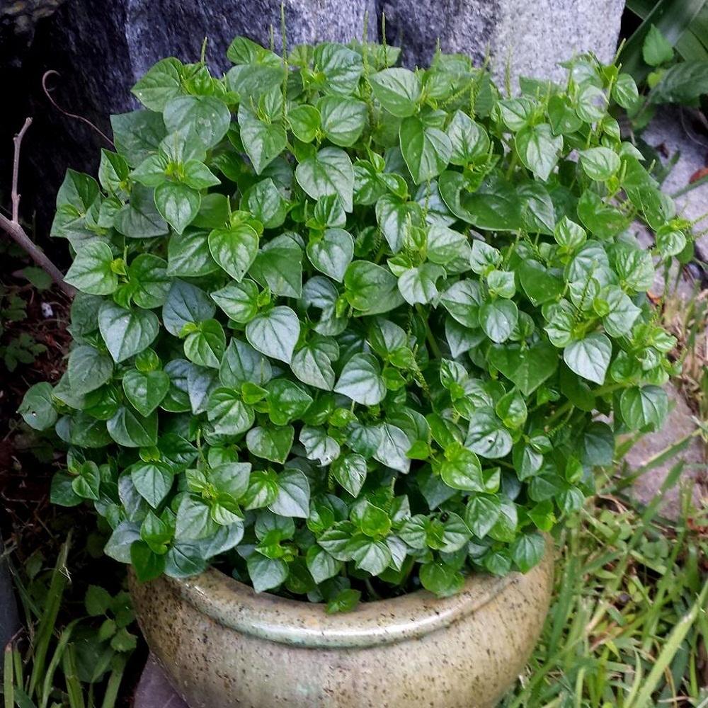 Hạt Giống Rau Càng Cua -gói 0,5gr/tặng kèm gói phân bón lót