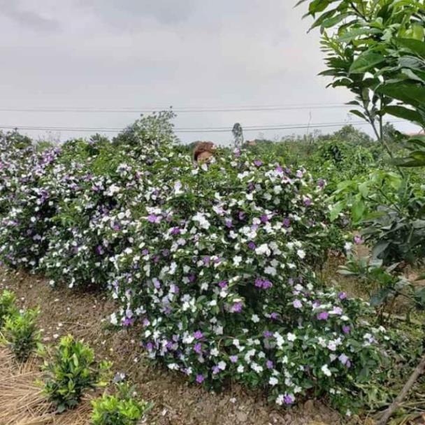 Sản phẩm HOA NHÀI NHẬT