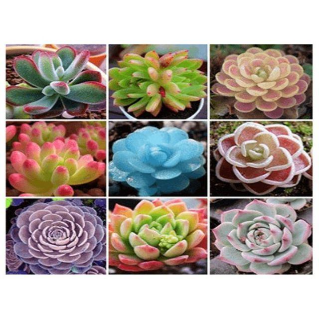 179A Gói 20 hạt giống sen đá mix màu