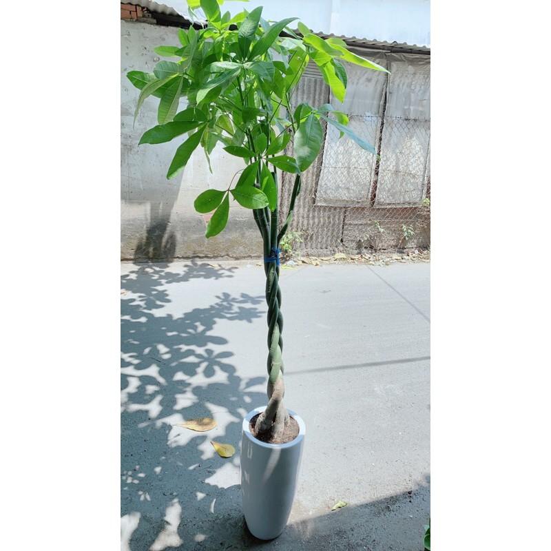 Chậu Cây Kim Ngân Lớn