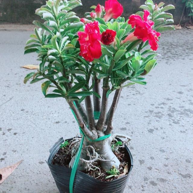 Cây Sứ Thái
