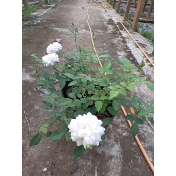 Hoa hồng trắng misaki, hồng ngoại, hồng bụi, thân gỗ, nguyên bản