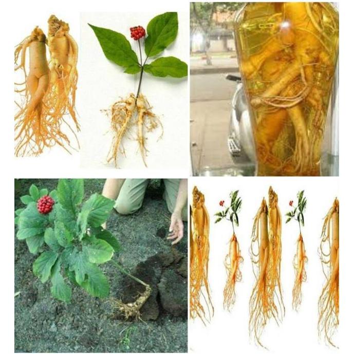 Hạt giống cây nhân sâm hàn quốc-gói 5 hạt/tặng kèm gói phân bón