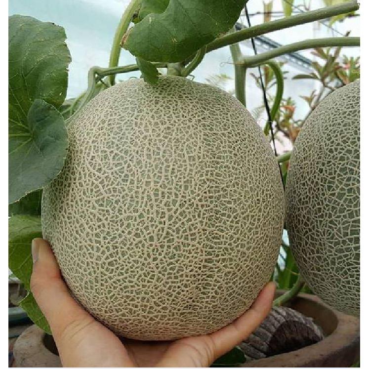 Hạt Giống Dưa Lưới Vỏ Xanh - 10 hạt/gói