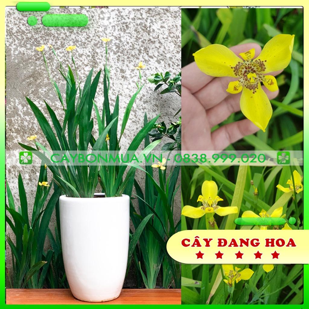 Cây Lan Rẻ Quạt [Hoa đẹp quanh năm], bịch đen cao 40-60cm, hướng dẫn chăm sóc đến khi có hoa.