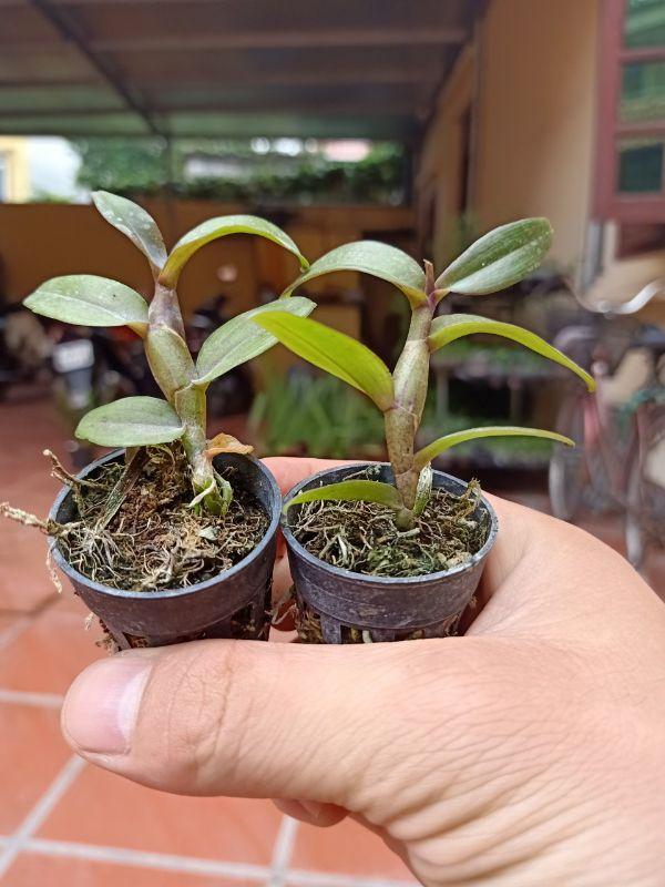 Combo 2 cây phong lan ám cổ văn giang cây giống cam kết chất lượng UY TÍN CHẤT LƯỢNG