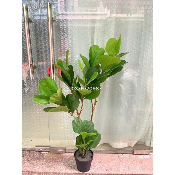 Cây bàng singapo giả cao 120cm