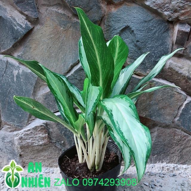 Cây Giữ Tiền Lá Lớn
