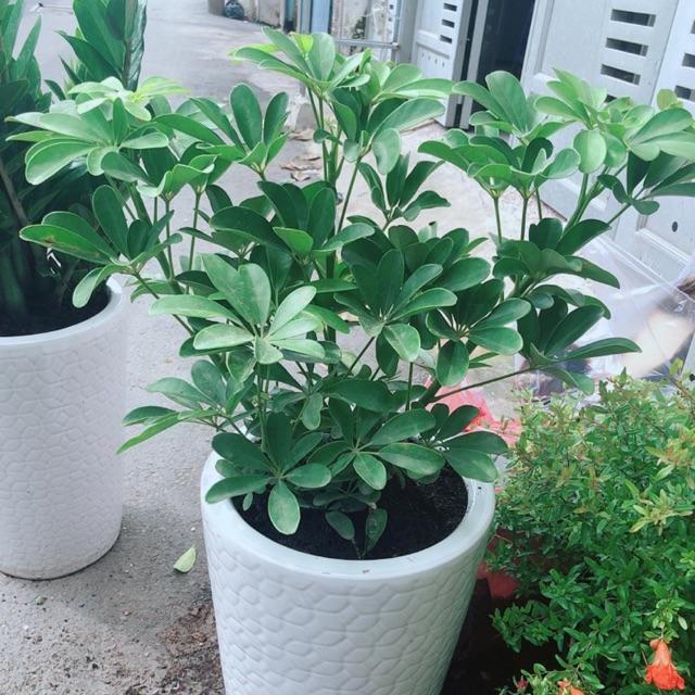 Chậu Ngũ Gia Bì Size Lớn