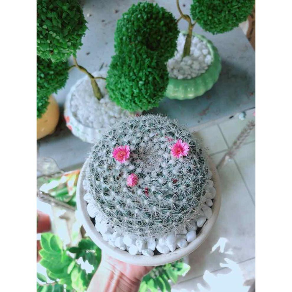 Chậu xương rồng nở hoa Bán Chạy