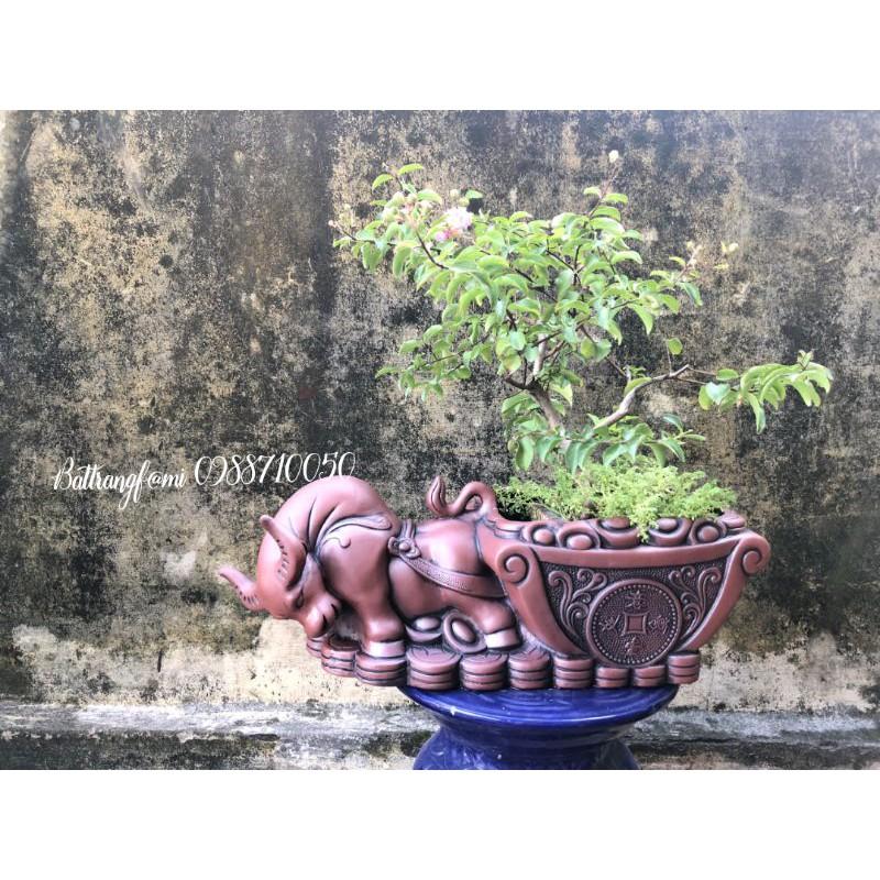 Trâu Vàng Đại Cát, Chiêu Tài Tụ Bảo