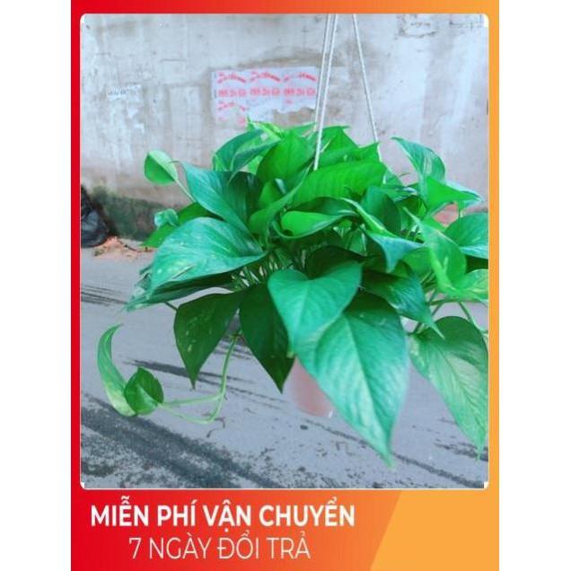 Chậu Trầu Bà Thái Size Đại