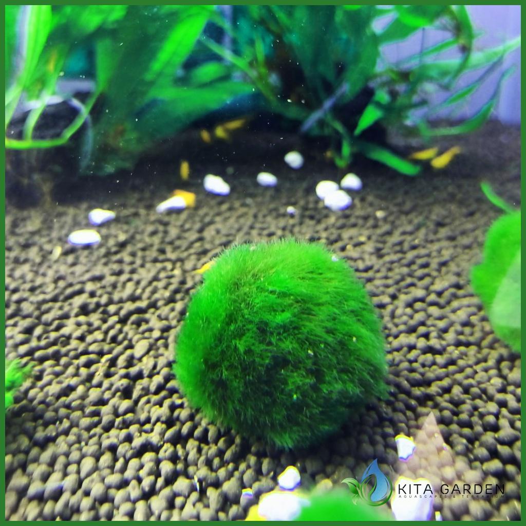 Tảo Cầu MARIMO MOSS BALL - Tảo Cầu Nhật Bản
