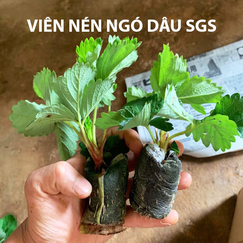 Viên Nén Xơ Dừa Trồng Ngó Dâu Thông Minh SGS đã bao gồm phân bón hữu cơ cho cây phát triển tốt trong 30 ngày