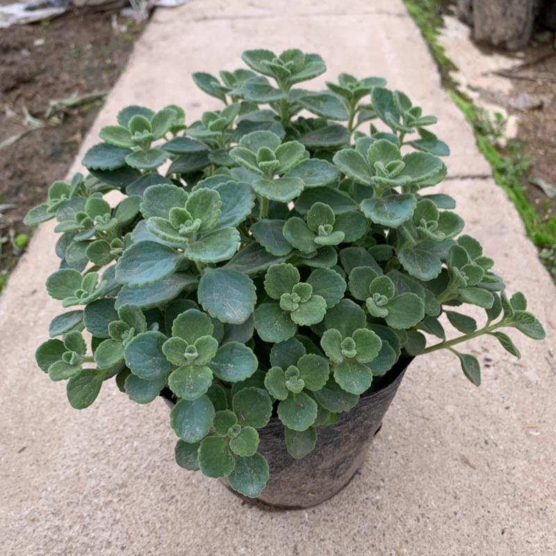 Cây nhất mạt hương cao 15cm, cây tỏa hương thơm nhẹ giúp đuổi muỗi và trang trí sân vườn