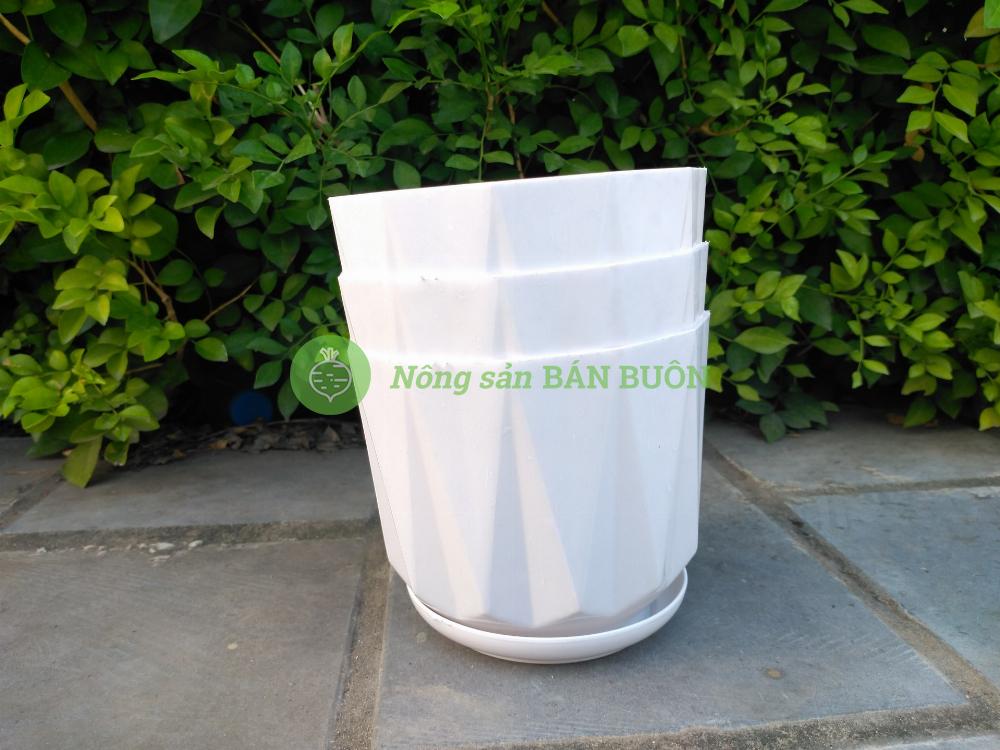 10 Chậu nhựa Múi Khế trắng trơn 140x115 có kèm Đĩa Lót, trồng xương rồng, sen đá, cây cảnh mini để bàn
