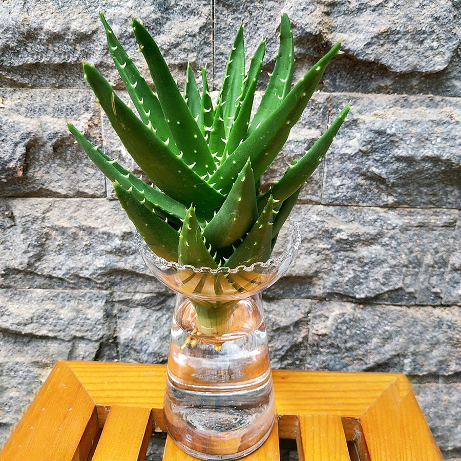 Chậu Cây Nha Đam