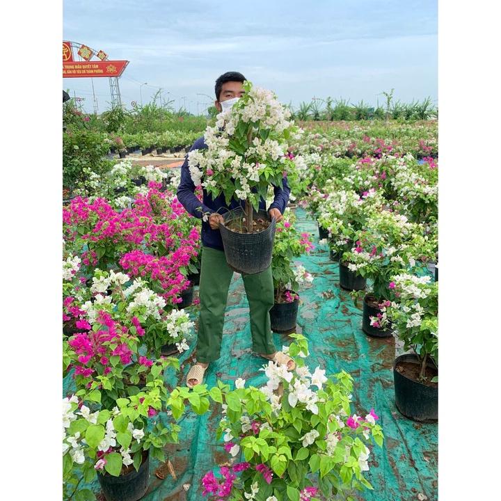 Cây hoa giấy hai màu đang hoa cao 60-70cm