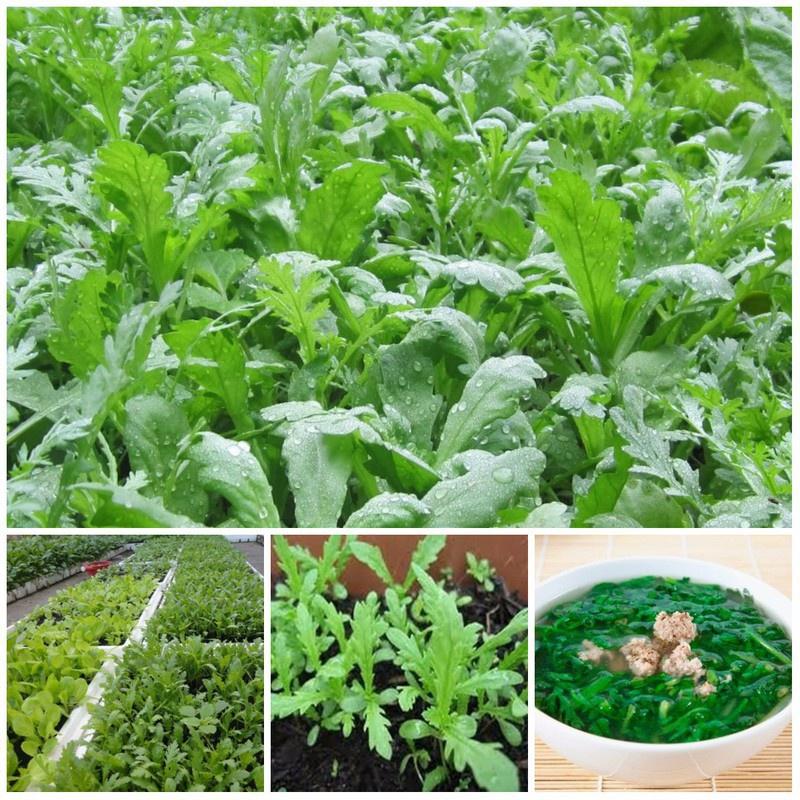 Hạt Giống Rau Cải Cúc , Cải Cúc Tẻ Chân Lùn Lá Sẻ Gói 20g 2000 Hạt - Khu Vườn Ban Công